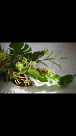 【Beauté émotionnelle】
熱気というより狂気に近い。
沈黙の狂気から立ち現れる情動。

「初心者になった気分」という感想は
言い得て妙。
　#artfloral #クロコダイルファン #クロトン #モンステラ #グレビア #ジンジャー #エモ #夏の花 #花のある暮らし 
#flowers #flowerarrangement
